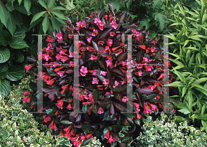 Picture of Weigela florida 'Alexandra (Wine & Roses)'