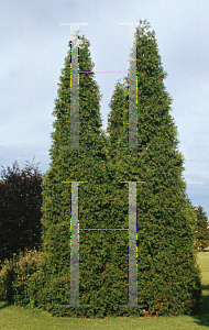 Picture of Thuja plicata 'Grovepli (Spring Grove)'