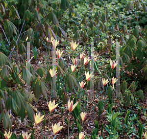 Picture of Tulipa clusiana 