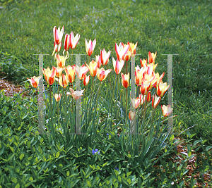 Picture of Tulipa clusiana 