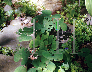 Picture of Sanguinaria canadensis 