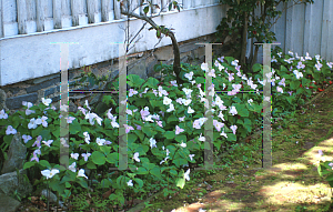 Picture of Trillium grandiflorum 