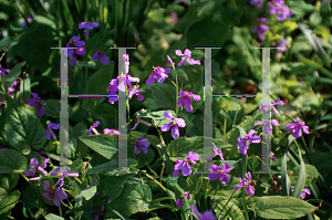 Picture of Lunaria annua 