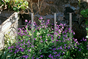 Picture of Lunaria annua 