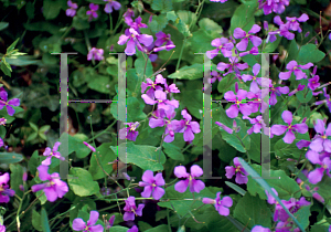 Picture of Lunaria annua 