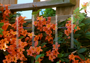 Picture of Bignonia capreolata 'Tangerine Beauty'