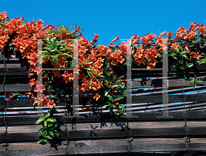 Picture of Bignonia capreolata 'Jekyll'