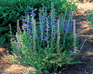 Picture of Baptisia australis 