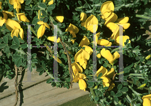 Picture of Cytisus scoparius 