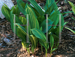 Picture of Convallaria majalis 'Striata'