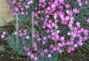 Picture of Dianthus gratianopolitanus 