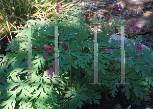 Picture of Dicentra formosa 'Bacchanal'