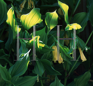 Picture of Disporum flavens 