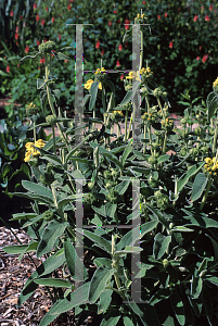 Picture of Phlomis fruticosa 