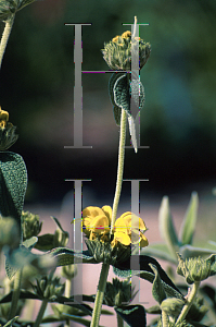 Picture of Phlomis fruticosa 