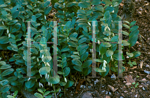 Picture of Polygonatum humile 