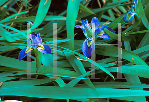 Picture of Iris brevicaulis 