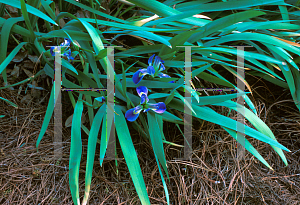 Picture of Iris brevicaulis 