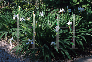 Picture of Iris tectorum 