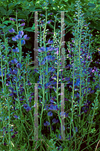 Picture of Baptisia australis 