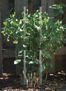 Picture of Disporum flavens 