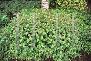 Picture of Cornus racemosa 'Salvin's Dwarf'