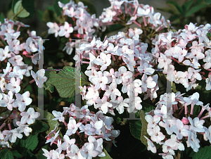 Picture of Viburnum carlesii 