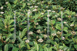 Picture of Viburnum davidii 