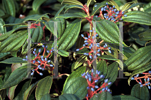 Picture of Viburnum davidii 