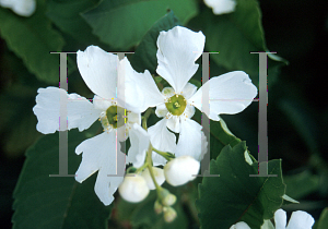 Picture of Exochorda serratifolia 'Snow White'