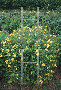 Picture of Hypericum kalmianum 'Ames'