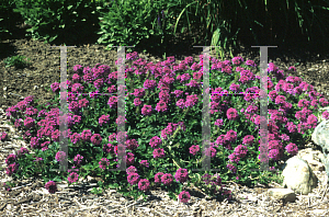 Picture of Verbena canadensis 'Homestead Purple'