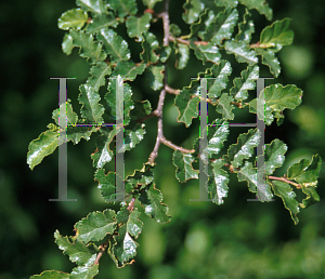 Picture of Nothofagus antarctica 