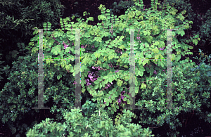Picture of Indigofera kirilowii 