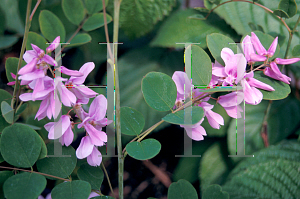 Picture of Indigofera kirilowii 