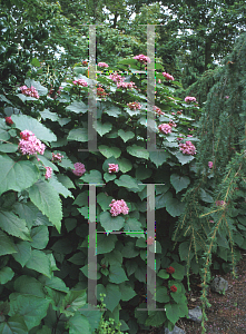 Picture of Clerodendrum bungei 