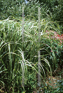 Picture of Spartina pectinata 'Aureo-marginata'