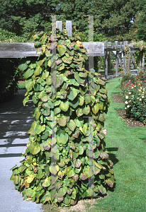 Picture of Aristolochia macrophylla 