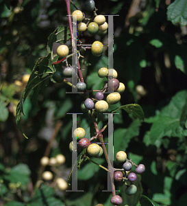 Picture of Ampelopsis brevipedunculata 