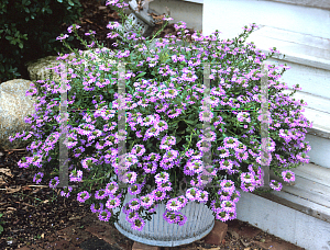 Picture of Scaevola aemula 'Newon (New Wonder)'