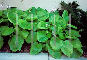 Picture of Hosta  'Sum & Substance'