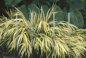 Picture of Hakonechloa macra 'Aureola'