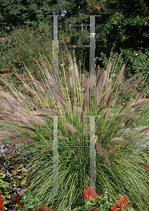 Picture of Pennisetum setaceum 