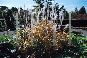 Picture of Miscanthus sinensis 'Purpurascens'