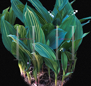 Picture of Convallaria majalis 'Striata'