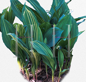 Picture of Convallaria majalis 'Striata'