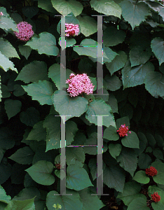 Picture of Clerodendrum bungei 