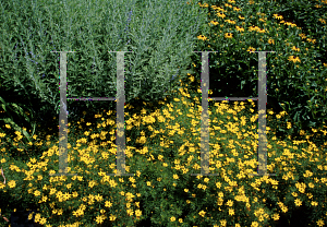 Picture of Coreopsis verticillata 'Zagreb'