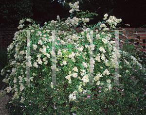 Picture of Abelia chinensis 