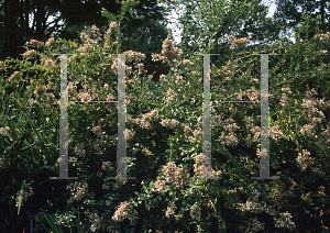 Picture of Abelia chinensis 